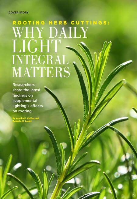 Propagating Herbs - Sage